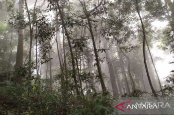Aceh terima dana hibah Rp27 miliar untuk perkuat tata kelola hutan