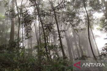 Aceh terima dana hibah Rp27 miliar untuk perkuat tata kelola hutan