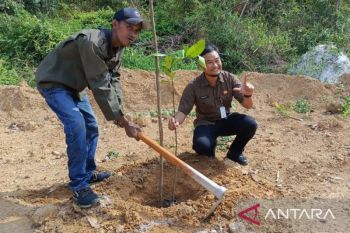 DLH Pangkalpinang intensifkan pelestarian pohon endemik cegah punah
