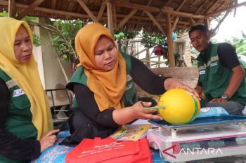 Aceh Tamiang kembangkan budi daya melon pulihkan ekonomi pascabencana