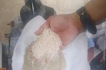 Pemkab Agam cek kualitas beras bantuan Bapenas sebelum disalurkan