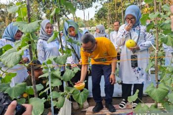 TP PKK Tabalong kembangkan budidaya melon golden