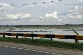 BRMP Lampung sebut empat daerah miliki lahan rawa sangga produksi saat kemarau