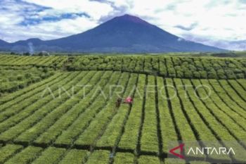 Ratusan pendaki bakal rayakan HUT ke-81 RI di puncak Gunung Kerinci