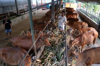 Pakar UGM: Pentingnya sistem peternakan tangguh hadapi perubahan iklim