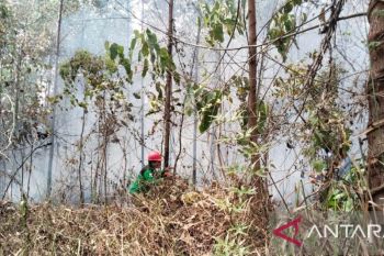 BPBD Muara Enim padamkan karhutla satu hektare di Benakat