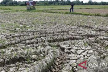 Bupati Karawang koordinasikan dampak kemarau terhadap sektor pertanian