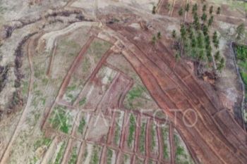 Pemkab: Cetak sawah baru di Parimo sudah dimanfaatkan tanam padi