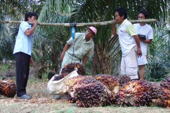 BRIN highlights Indonesia's potential in palm waste biogas