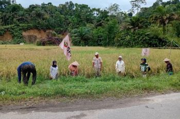 Petani Padang Pariaman terapkan Agroekologi wujudkan kedaulatan pangan