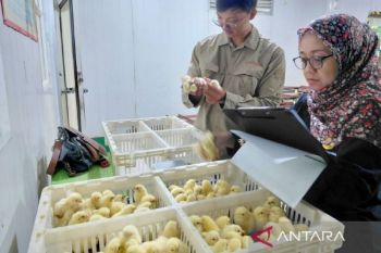 DPKH Kaltim pastikan jaminan mutu bibit unggul ayam pedaging