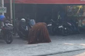 Orangutan Solo Safari lepas hebohkan warga