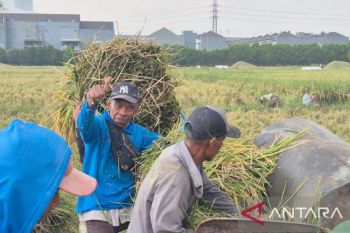 Petani Ujungjaya Sumedang menyambut tingginya harga gabah di musim panen