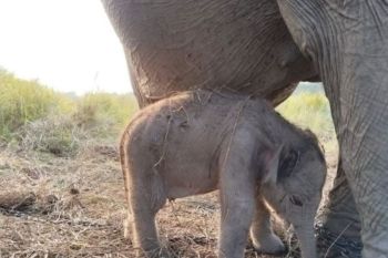 Kado HUT RI, Kemenhut umumkan kelahiran anak gajah di PKG Jalur 21