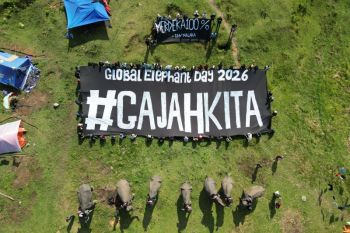 Coalition calls for sanctuary status for Seblat elephant habitat