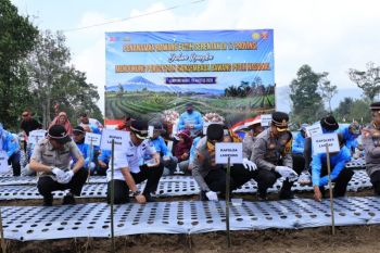 Bupati Lampung Barat tanam bawang putih guna dukung swasembada nasional