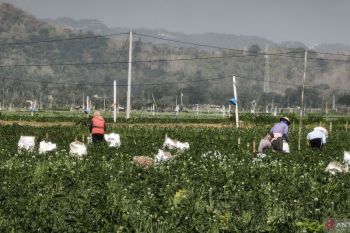 Pemkab Bantul menerima aspirasi petani bawang merah soal produktivitas