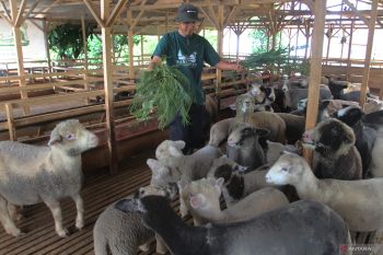 Budi daya domba merino batur di Malang