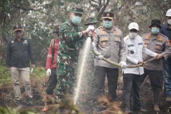Luas kebakaran lahan di habitat harimau Kerumutan Pelalawan capai 300 hektare