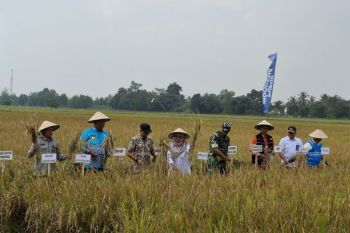 BRMP sebut panen perdana demfarm PM AAS Lampung capai 11,2 ton per hektare