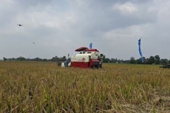 Gubernur Lampung sebut POC-PM AAS naikkan produksi padi hingga 4 juta ton per tahun