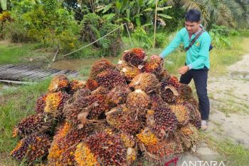 Penyaluran-PSR Kalbar hingga 2026 sudah capai Rp824,1 miliar