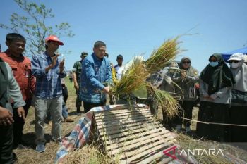Makassar salurkan bantuan pupuk dan benih untuk kelompok tani