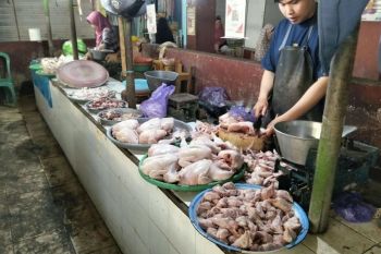 Harga daging ayam di Mataram lampaui HAP