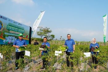 Petrokimia Gresik dorong petani tingkatkan produktivitas cabai