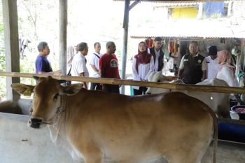 Pemprov Jabar menyebar sapi pasundan dan PO ke tiga kabupaten