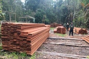 Indonesia arrests six for illegal logging in Sumatran tiger habitat