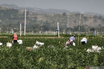 Petani Bantul manfaatkan  teknologi untuk menggarap lahan 200 hektare