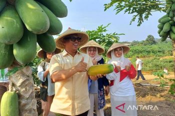 Saat Bintan memetik harapan dari ladang Kampung Kangboy