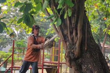 Cegah pohon tumbang, Perkim Cilegon periksa kesehatan pohon di RTH
