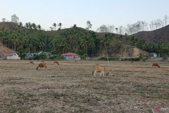 Pemkab Gorontalo Utara edukasi peternak untuk tingkatkan populasi sapi