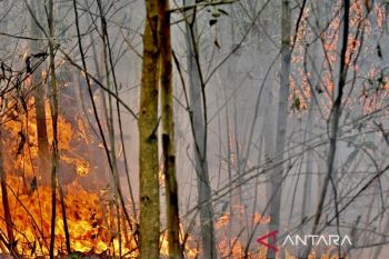 Wamenko: Penanganan karhutla Kalsel harus cepat antisipasi debit air
