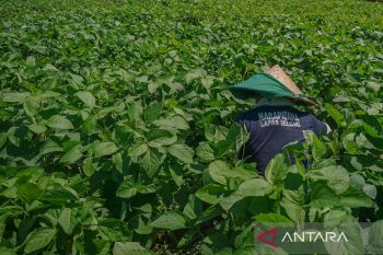 Ditjenpas NTB mendorong optimalisasi lahan lapas untuk budidaya kedelai