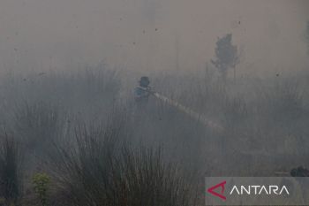 BPBD catat 428,46 hektare lahan di Palangka Raya terbakar
