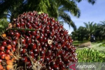 Usai dua pekan turun, Harga TBS kelapa sawit di Riau kembali naik