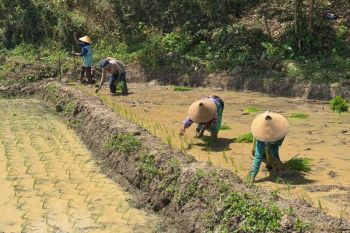 Undip kembangkan model sawah modern ramah lingkungan