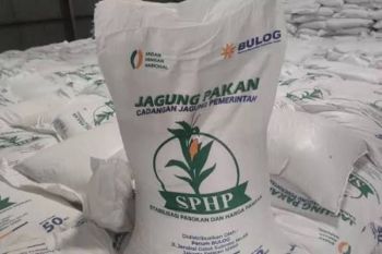 Kementan pastikan SPHP jagung berlanjut, penyaluran tembus 127 ribu ton