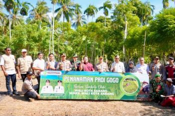 Pemko Sabang optimalkan lahan kosong untuk pengembangan padi Gogo
