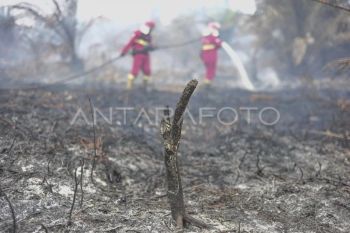 Pemadaman karhutla di lahan gambut Jambi