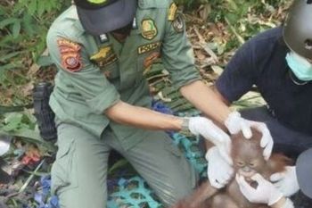 Indonesia relocates 3 endangered orangutans amid severe dry season