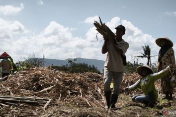 Bupati: Bantul berpotensi kembali jadi lumbung gula nasional