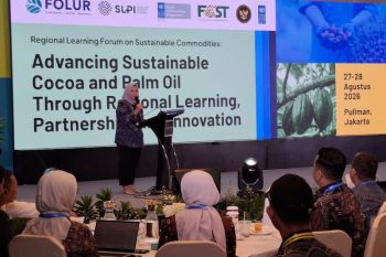 Kemenko Pangan perkuat kakao berkelanjutan lewat program peremajaan