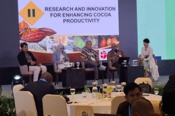 BRIN develops high-yield cocoa varieties to boost productivity
