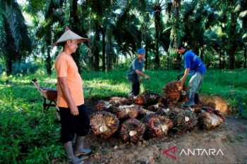 PTPN IV Regional III pastikan realisasi kemitraan di Kampar capai 58 persen