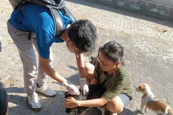 Distan Mataram mengusulkan pengadaan vaksin 500 dosis antirabies