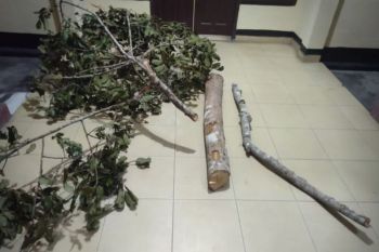 Polsek Pinggir ungkap dugaan perambahan hutan di Areal Konsesi PT Arara Abadi, dua warga diamankan